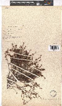 Erica filiformis image