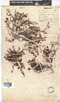 Erica filiformis image