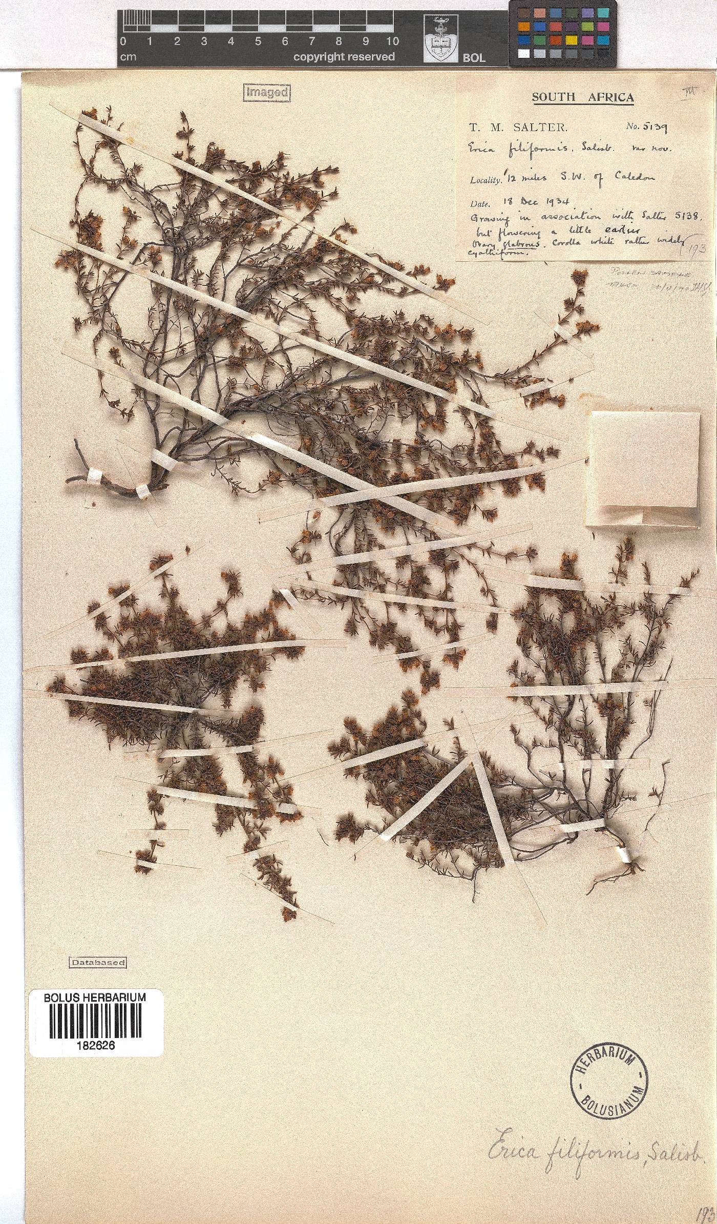 Erica filiformis image