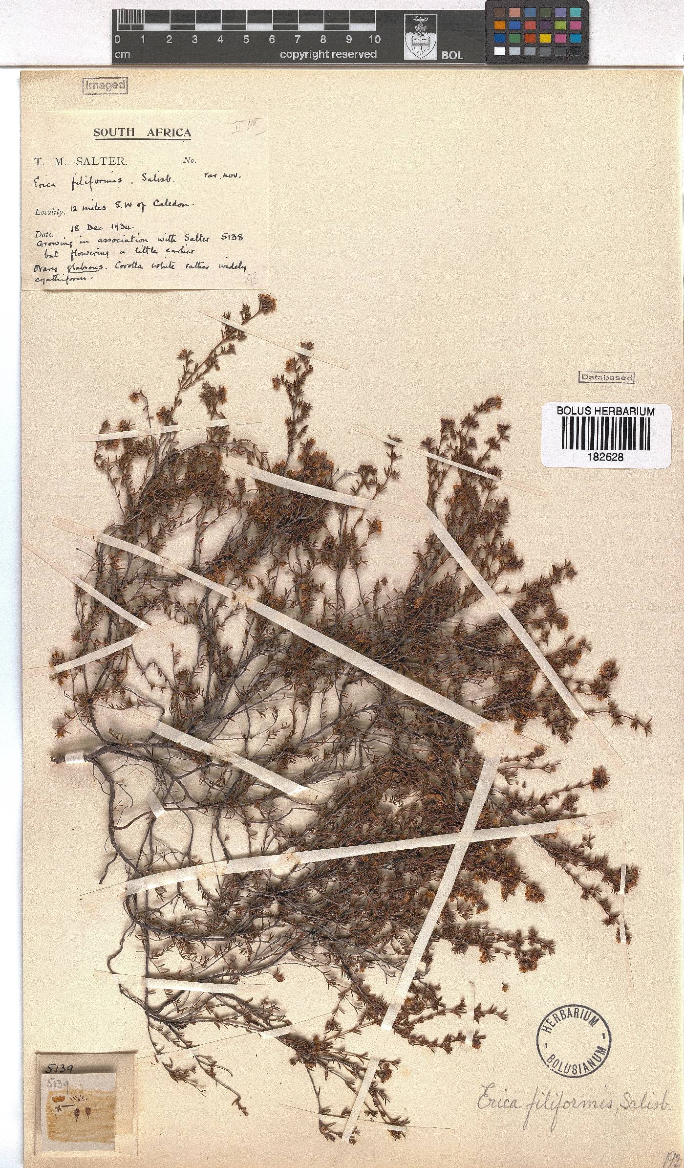 Erica filiformis image