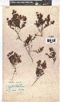 Erica filiformis image