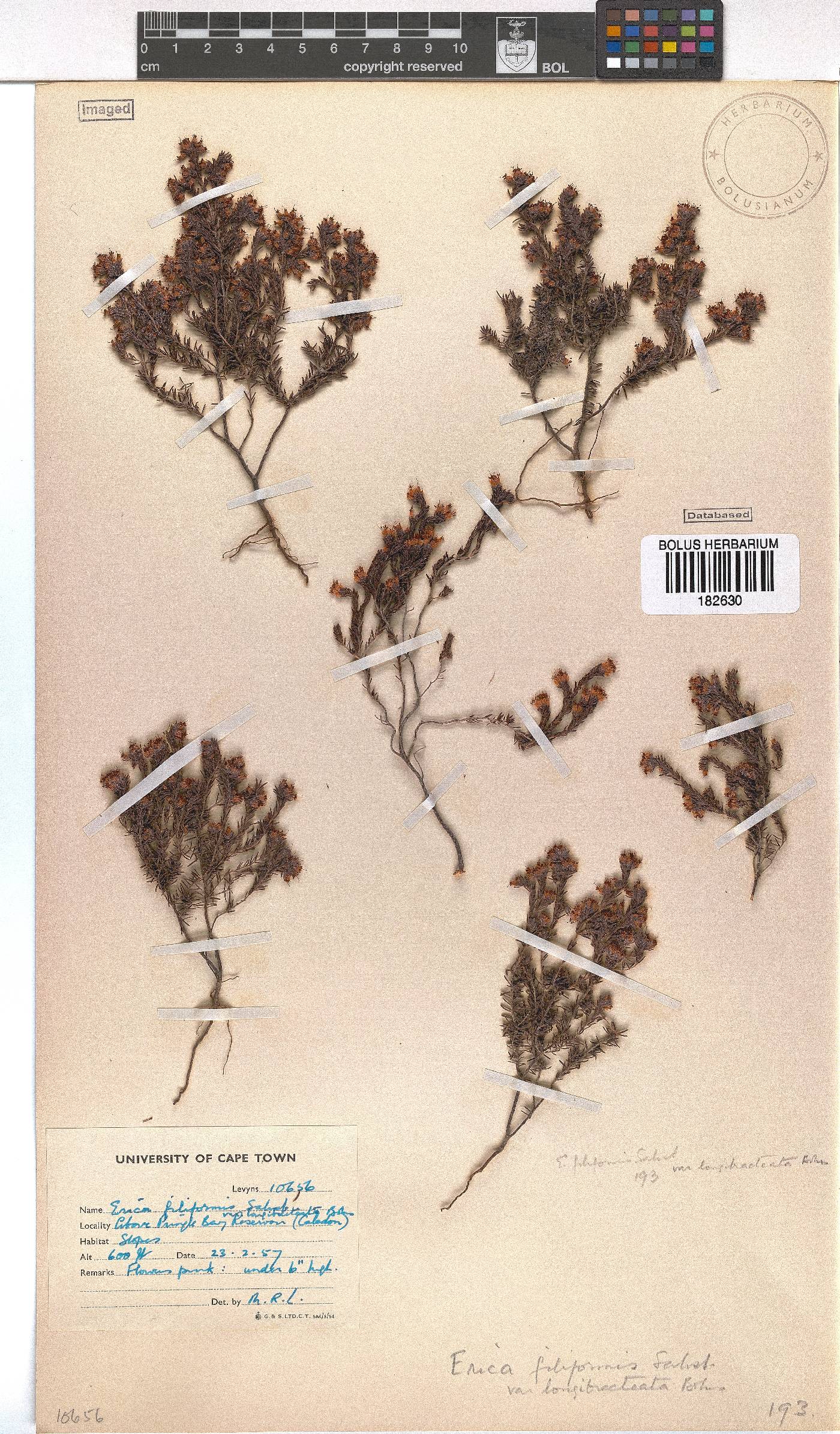 Erica filiformis image