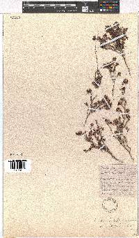 Erica filiformis image