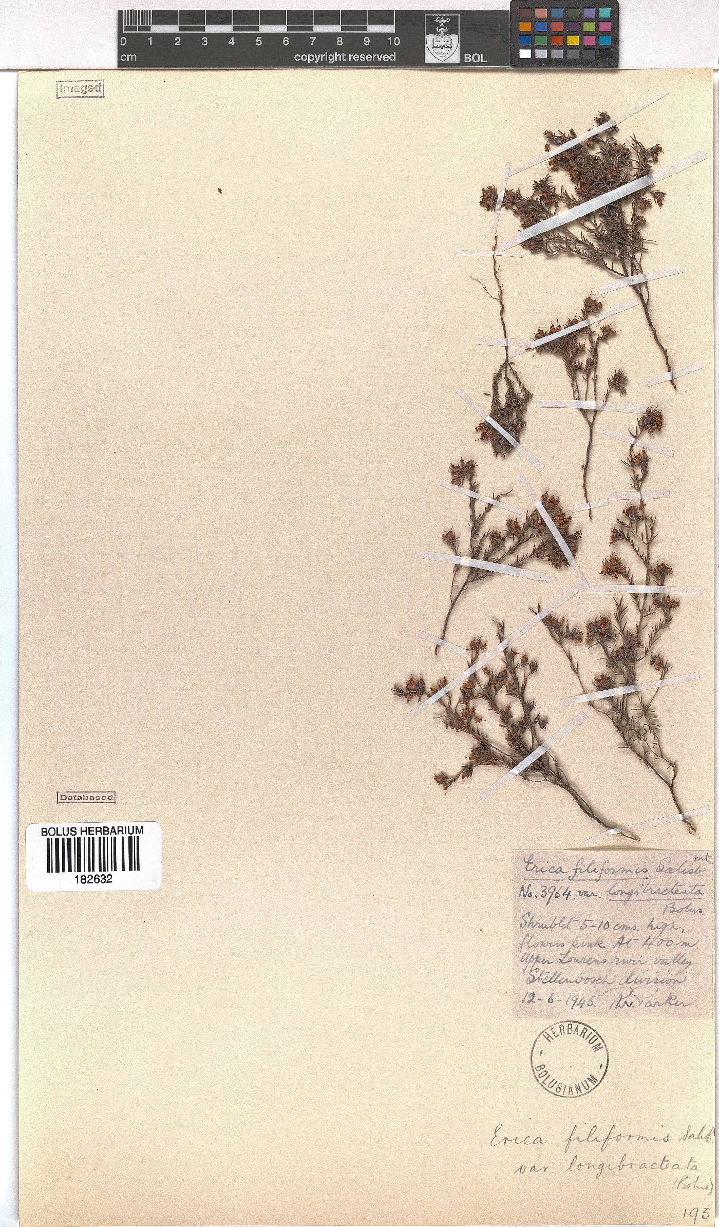 Erica filiformis var. longibracteata image