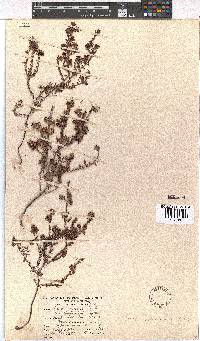 Erica filiformis image