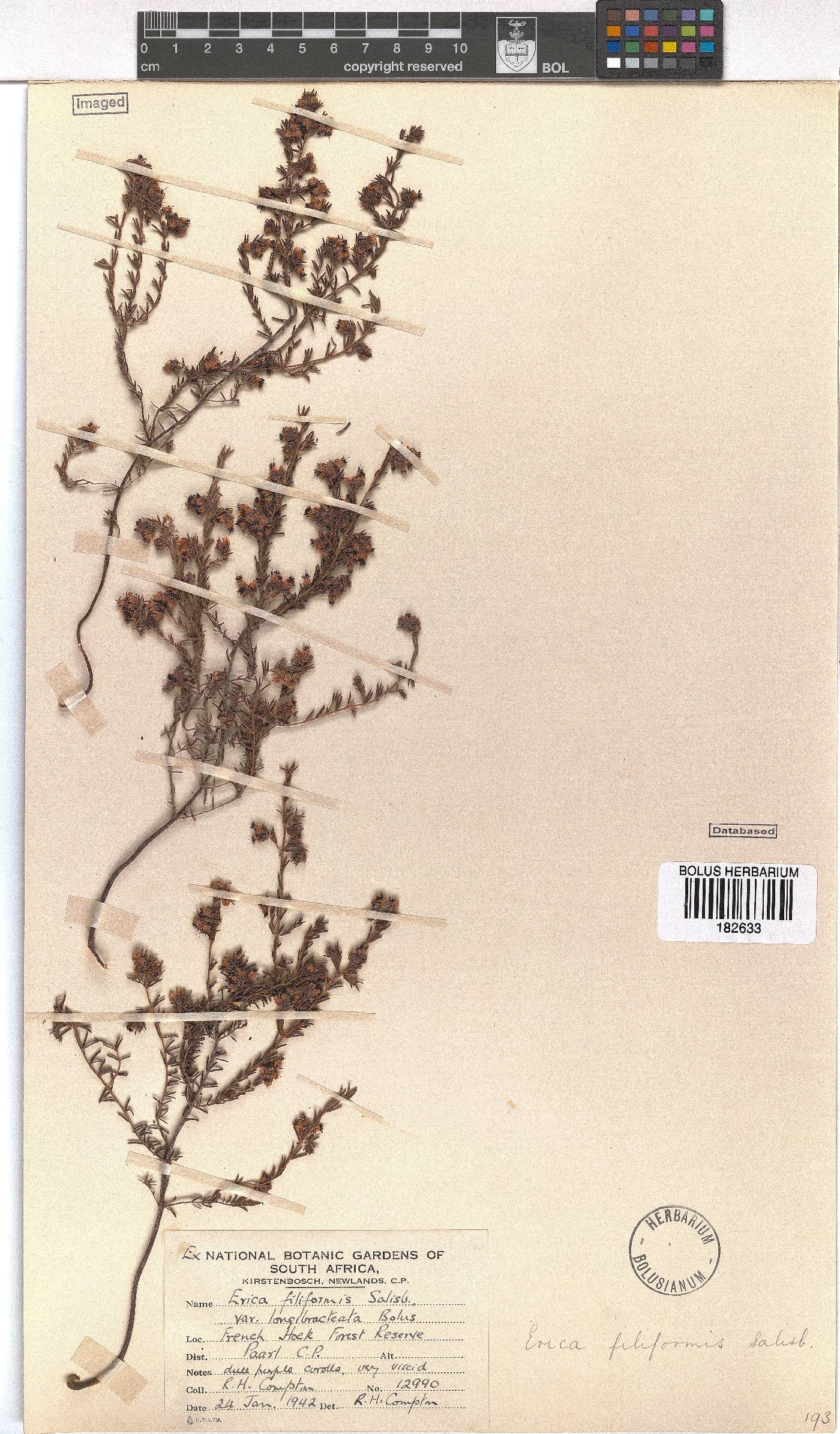 Erica filiformis var. longibracteata image