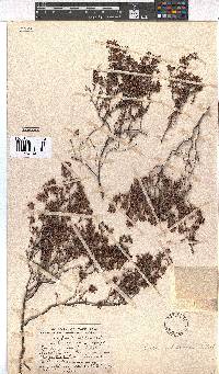 Erica filiformis image