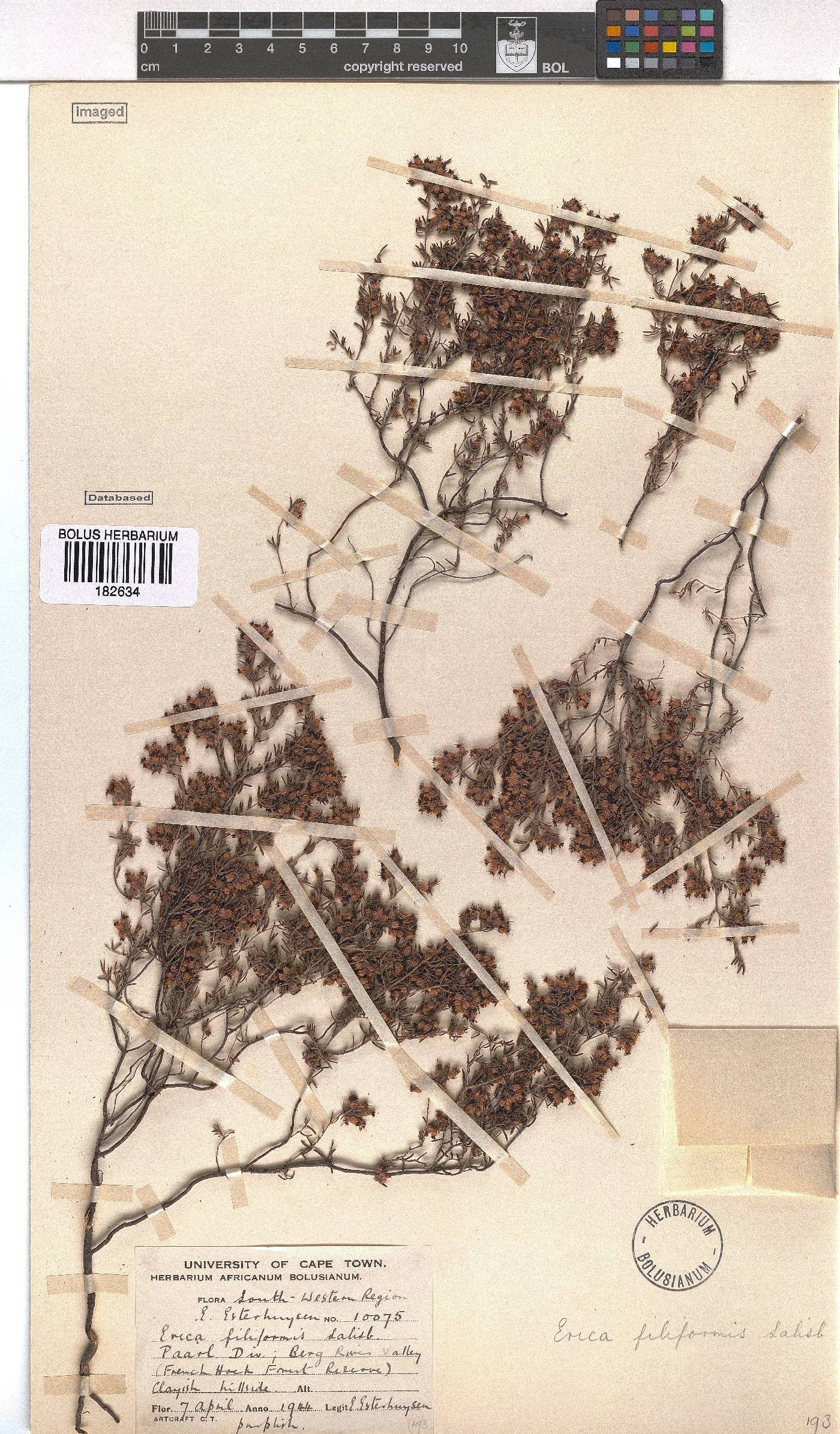 Erica filiformis image