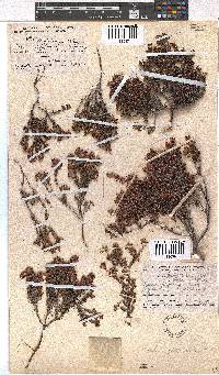 Erica filiformis image