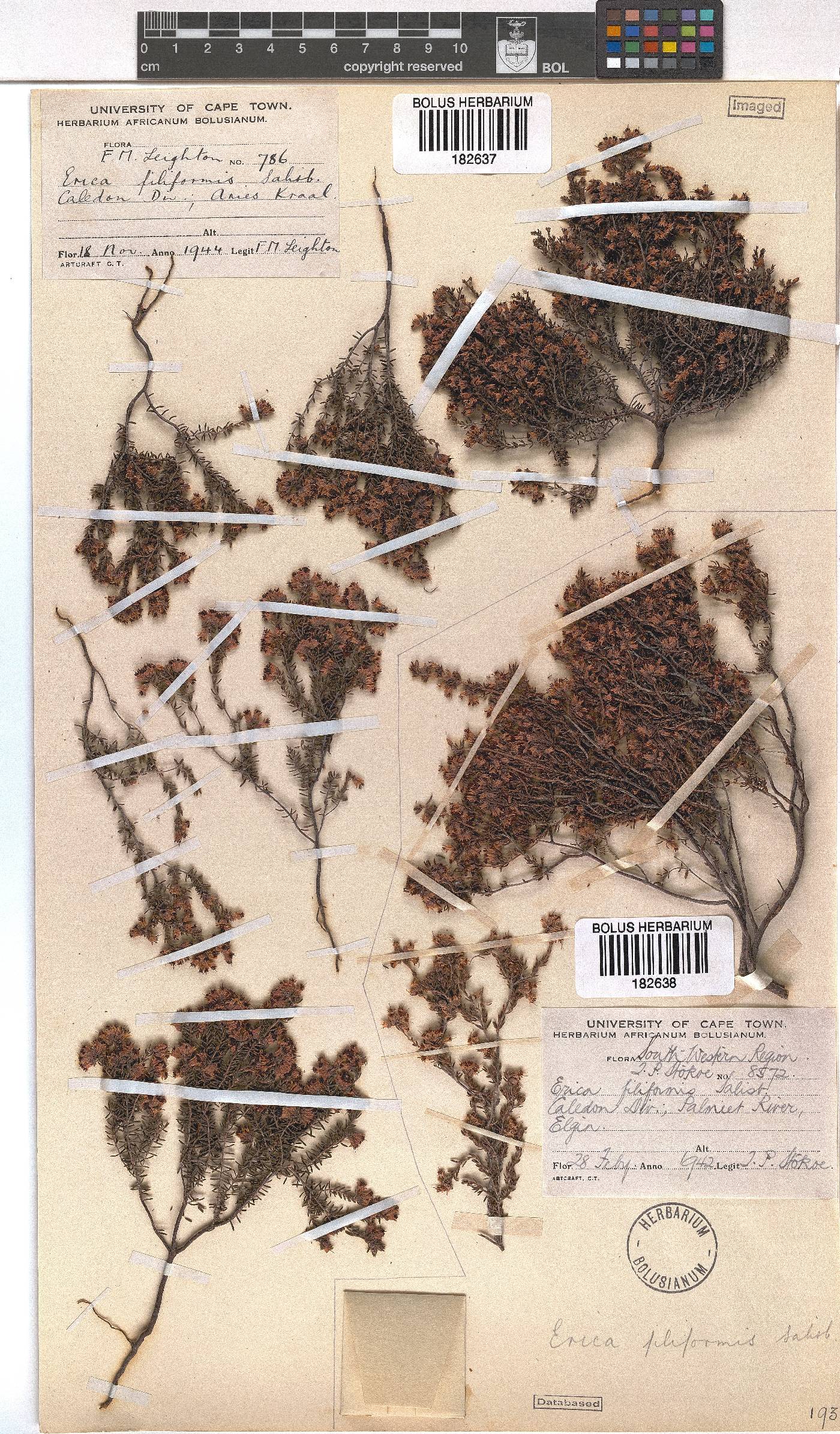 Erica filiformis image