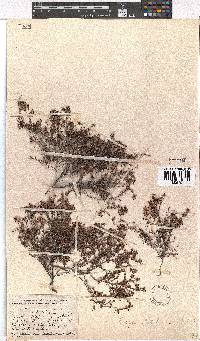 Erica filiformis image