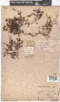 Erica filiformis image