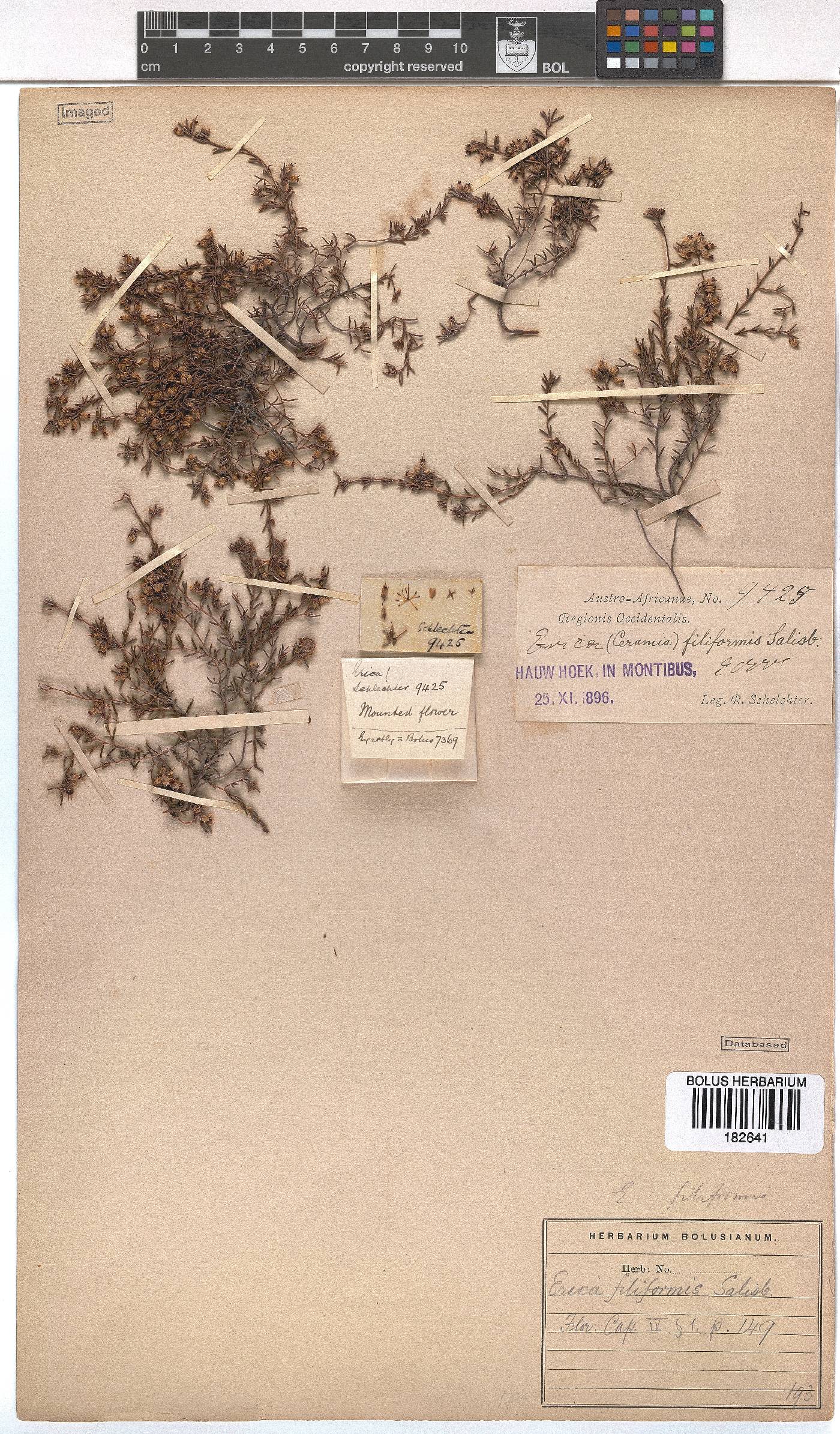 Erica filiformis image