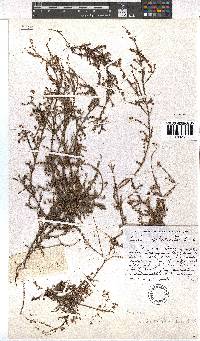 Erica aspalathoides image