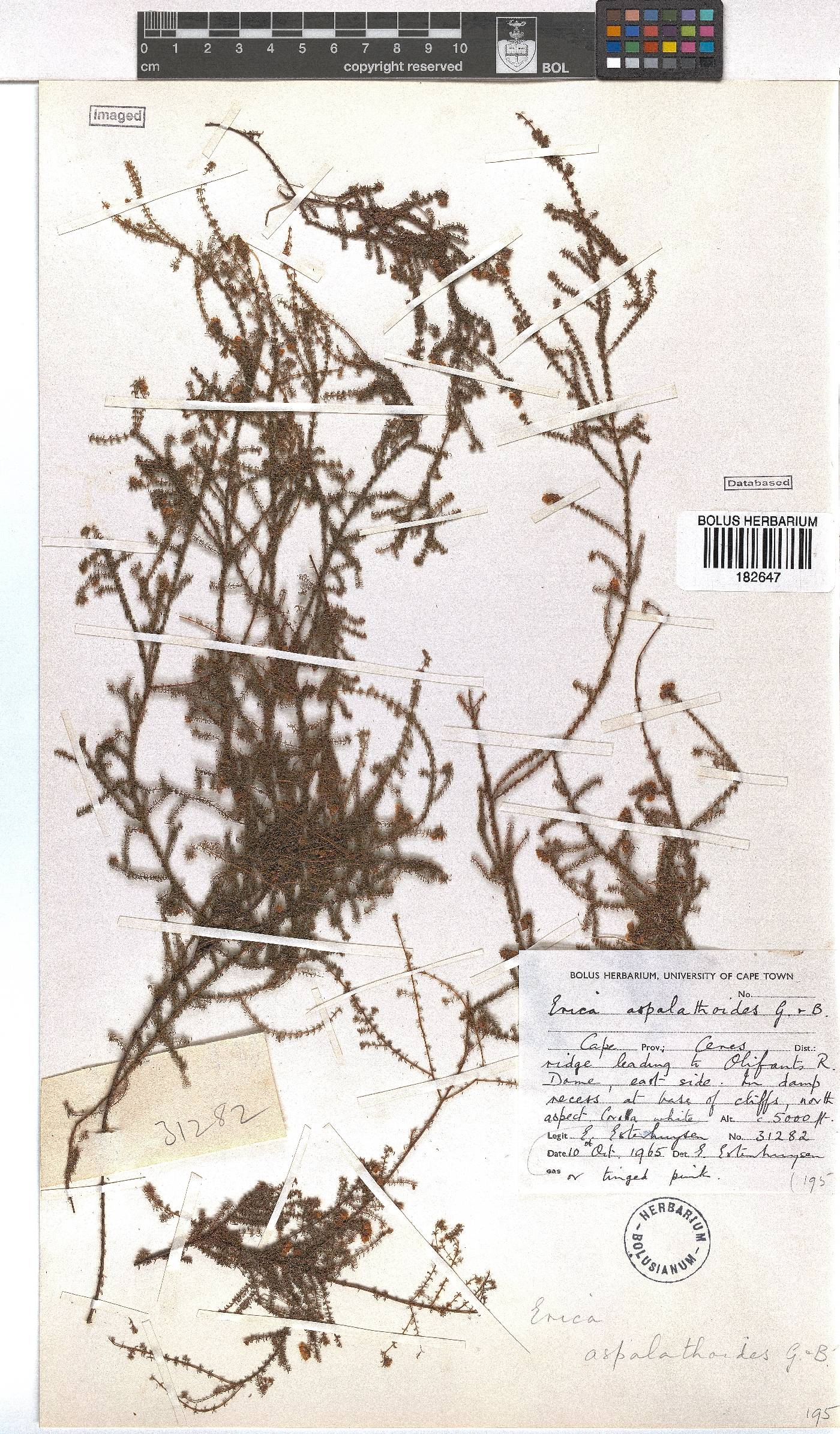 Erica aspalathoides image