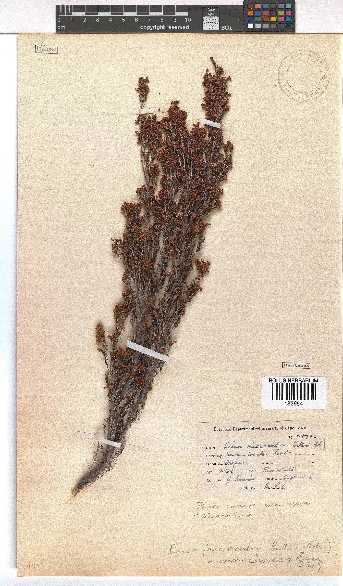 Erica mundii image