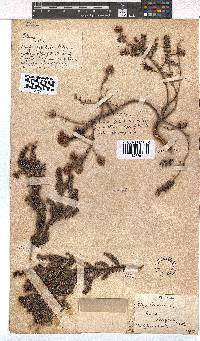 Erica strigosa image