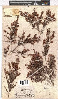 Erica strigosa image