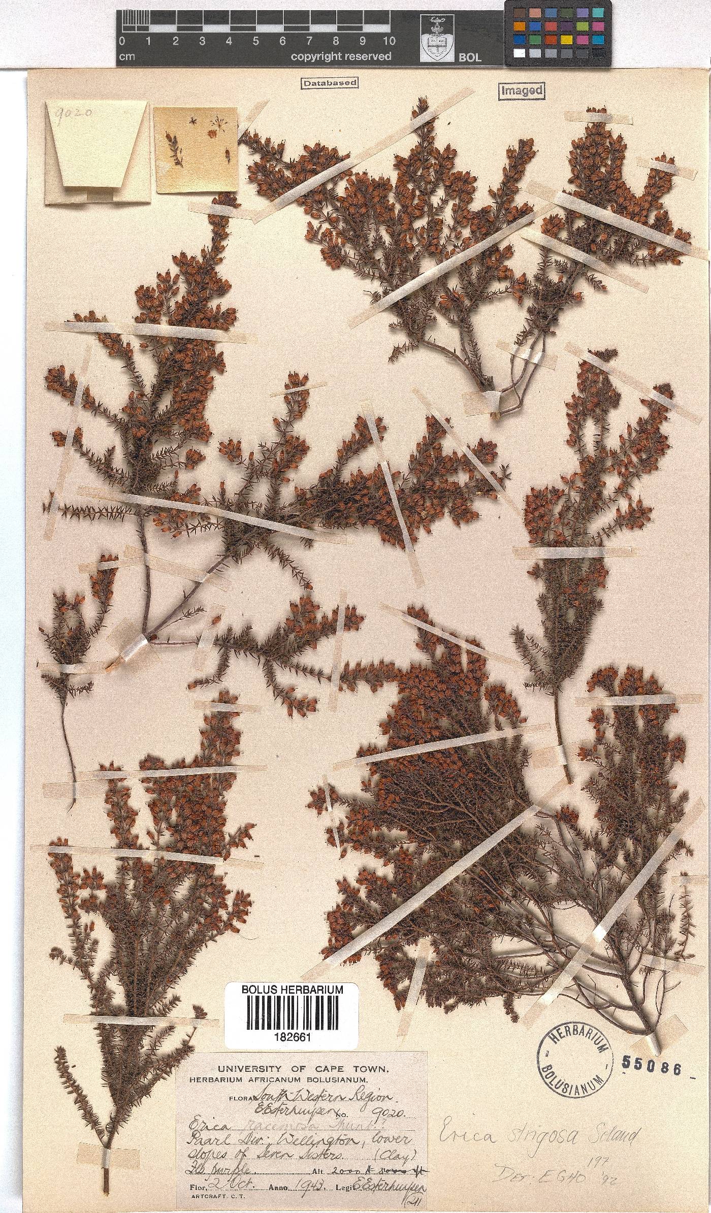 Erica strigosa image