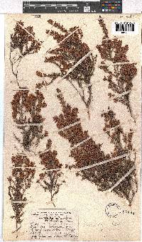 Erica strigosa image