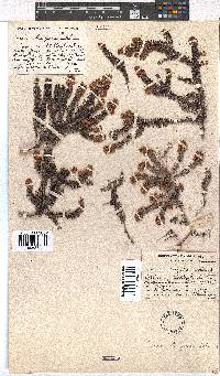 Erica strigosa image