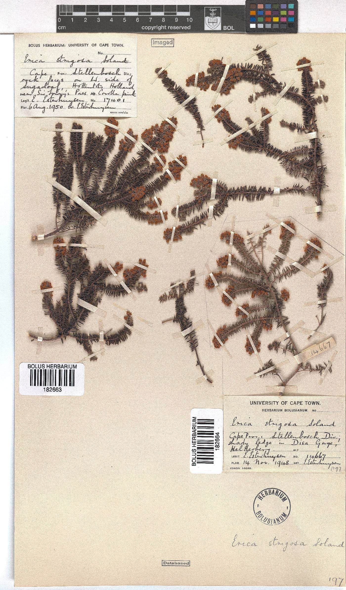 Erica strigosa image