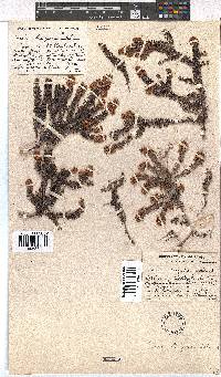 Erica strigosa image