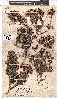 Erica strigosa image