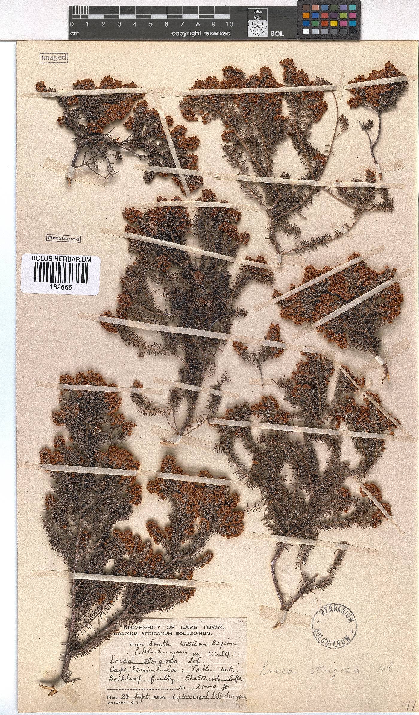 Erica strigosa image