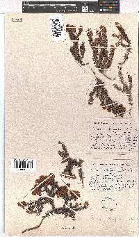 Erica strigosa image