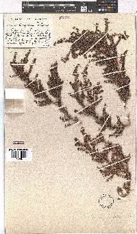 Erica strigosa image