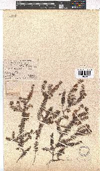 Erica strigosa image