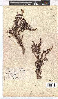 Erica strigosa image