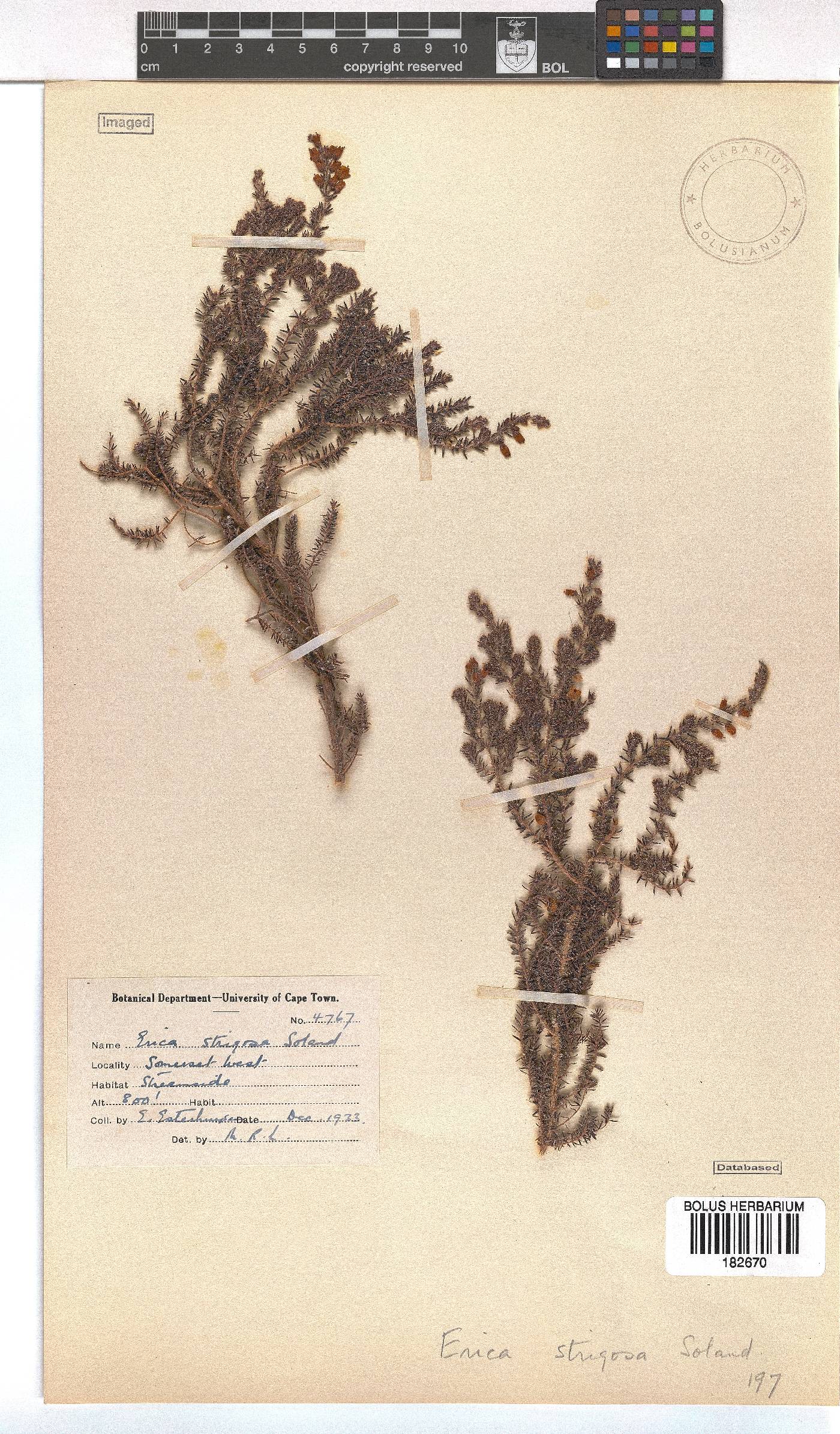 Erica strigosa image