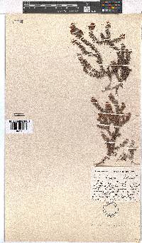 Erica strigosa image