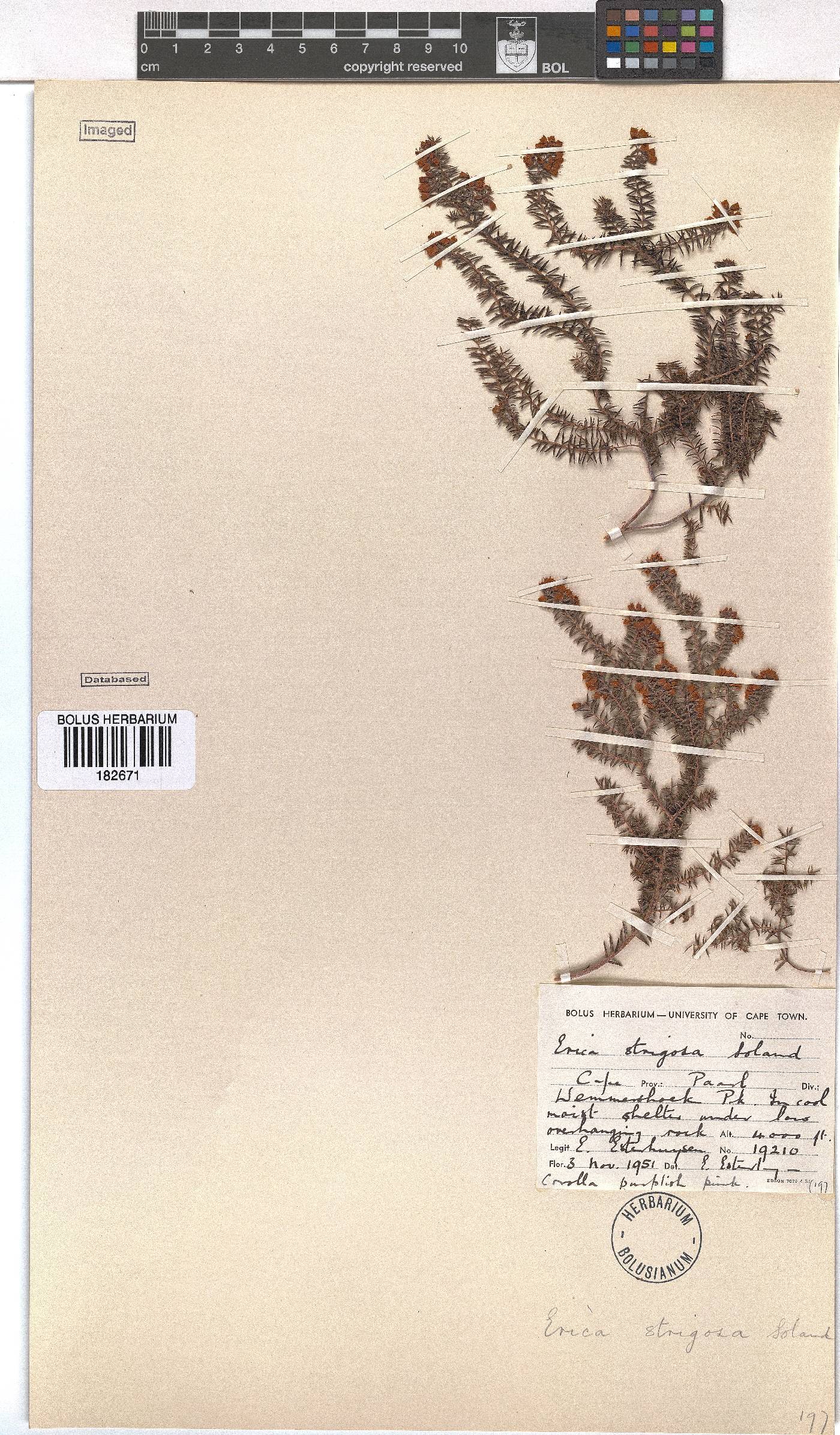 Erica strigosa image