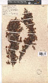 Erica strigosa image