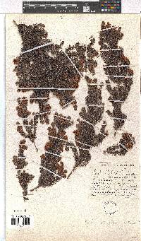 Erica strigosa image