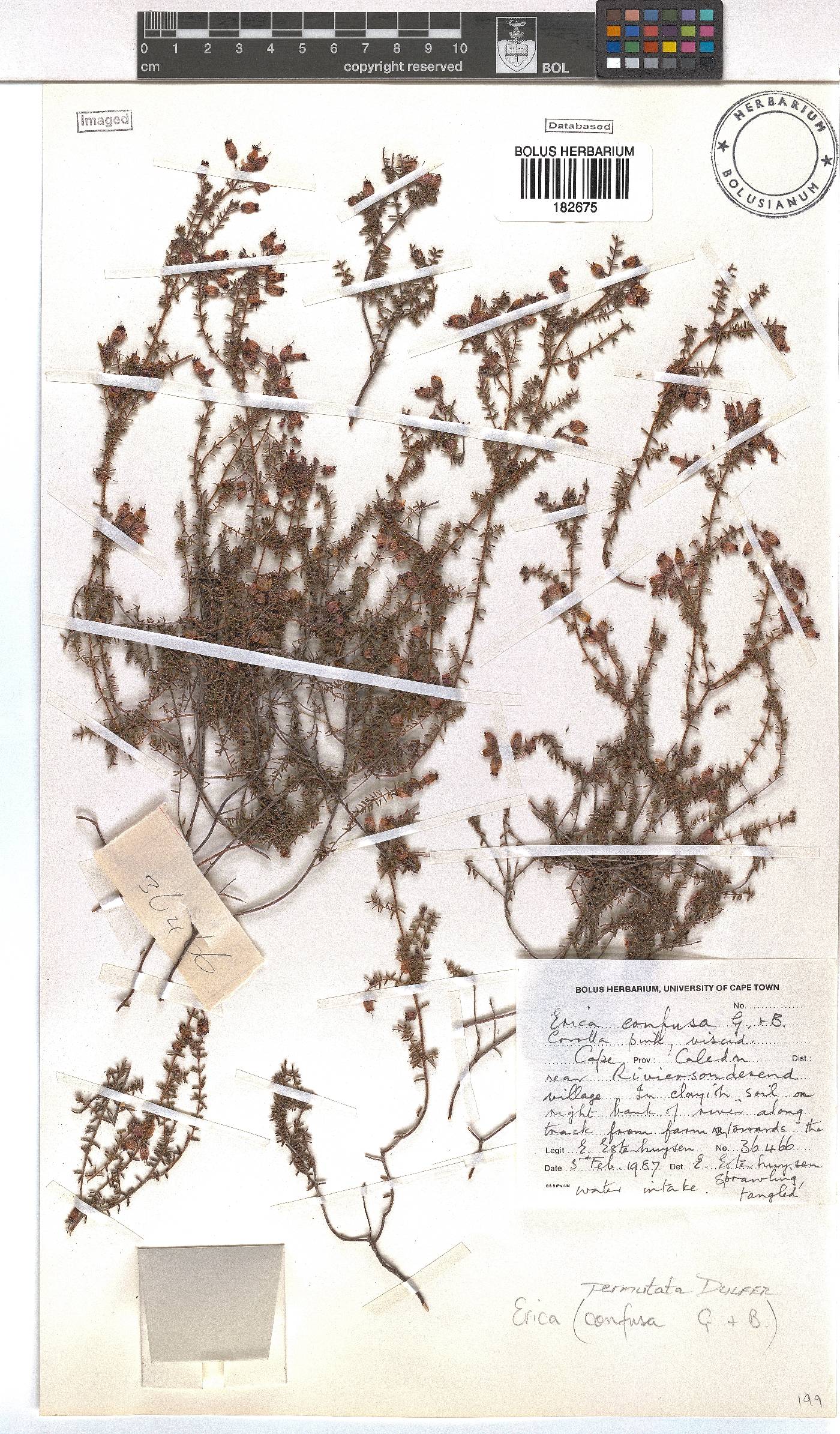 Erica permutata image