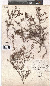 Erica permutata image