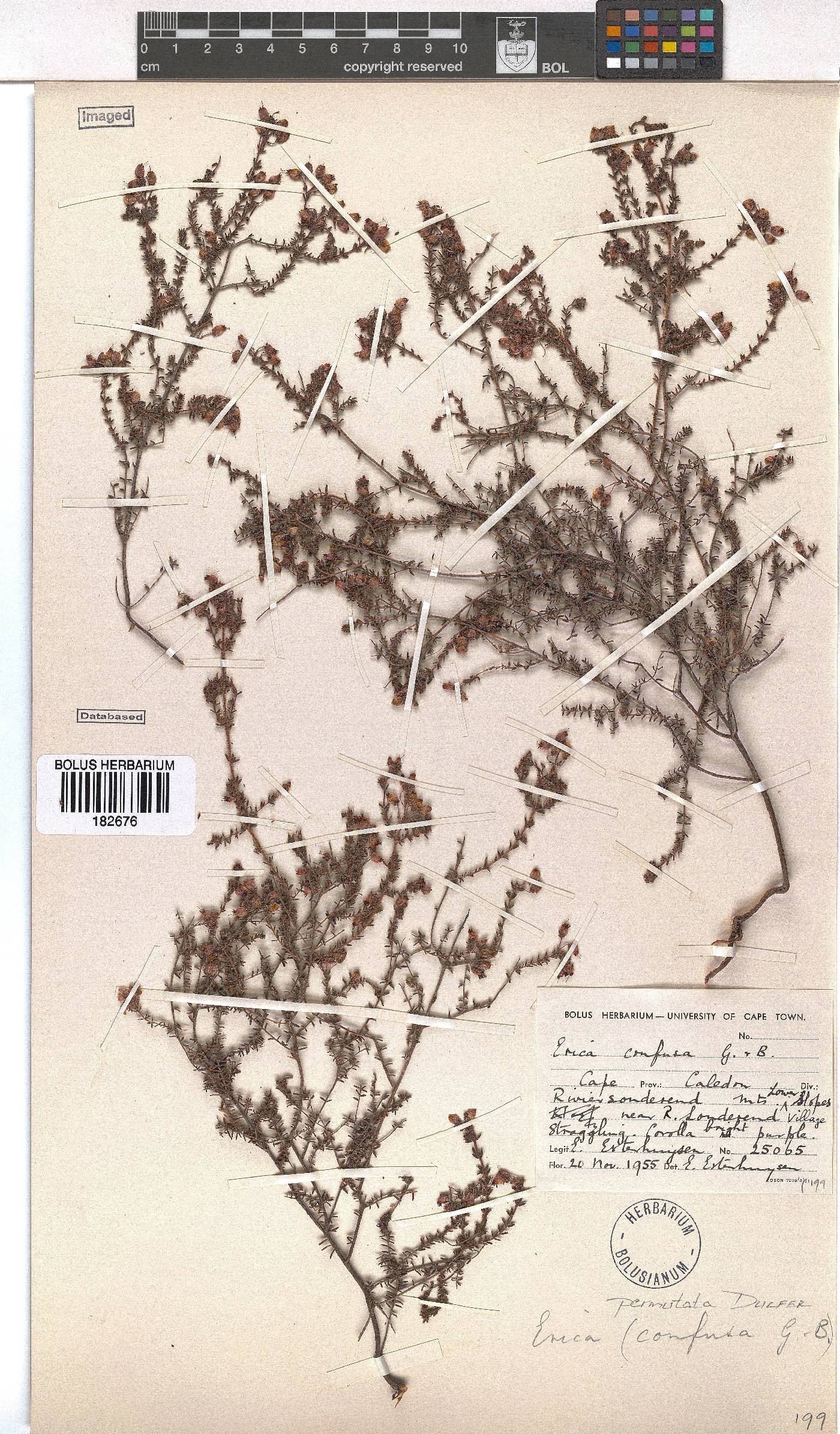 Erica permutata image