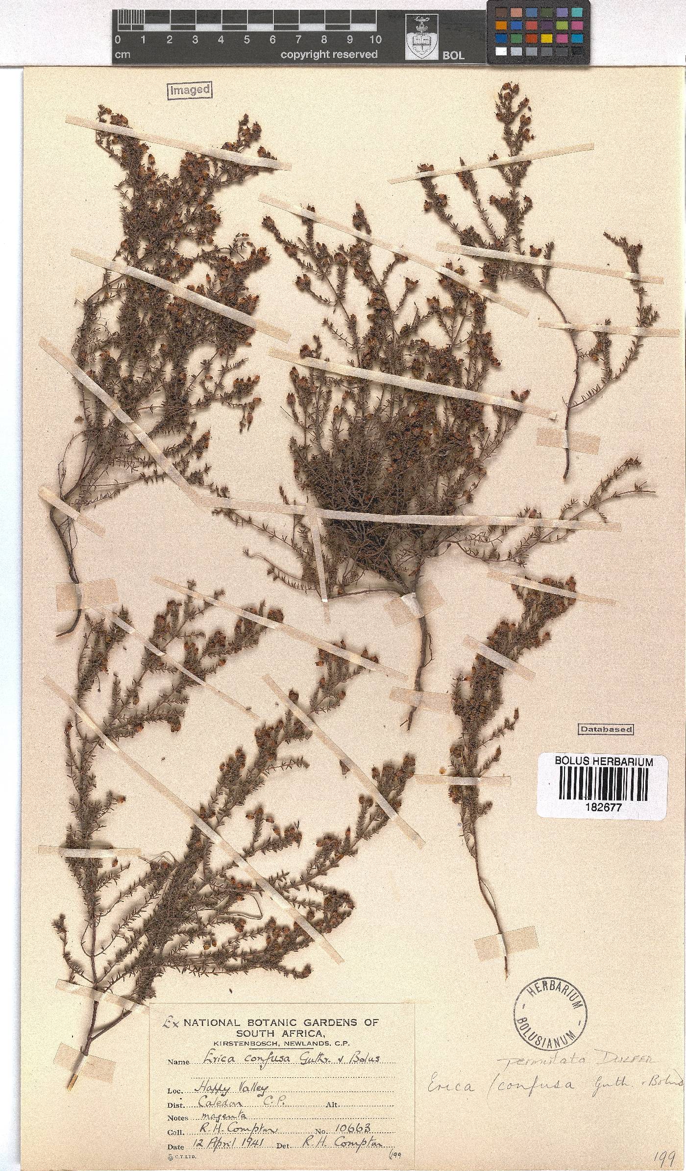 Erica permutata image