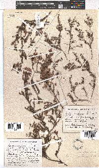 Erica permutata image