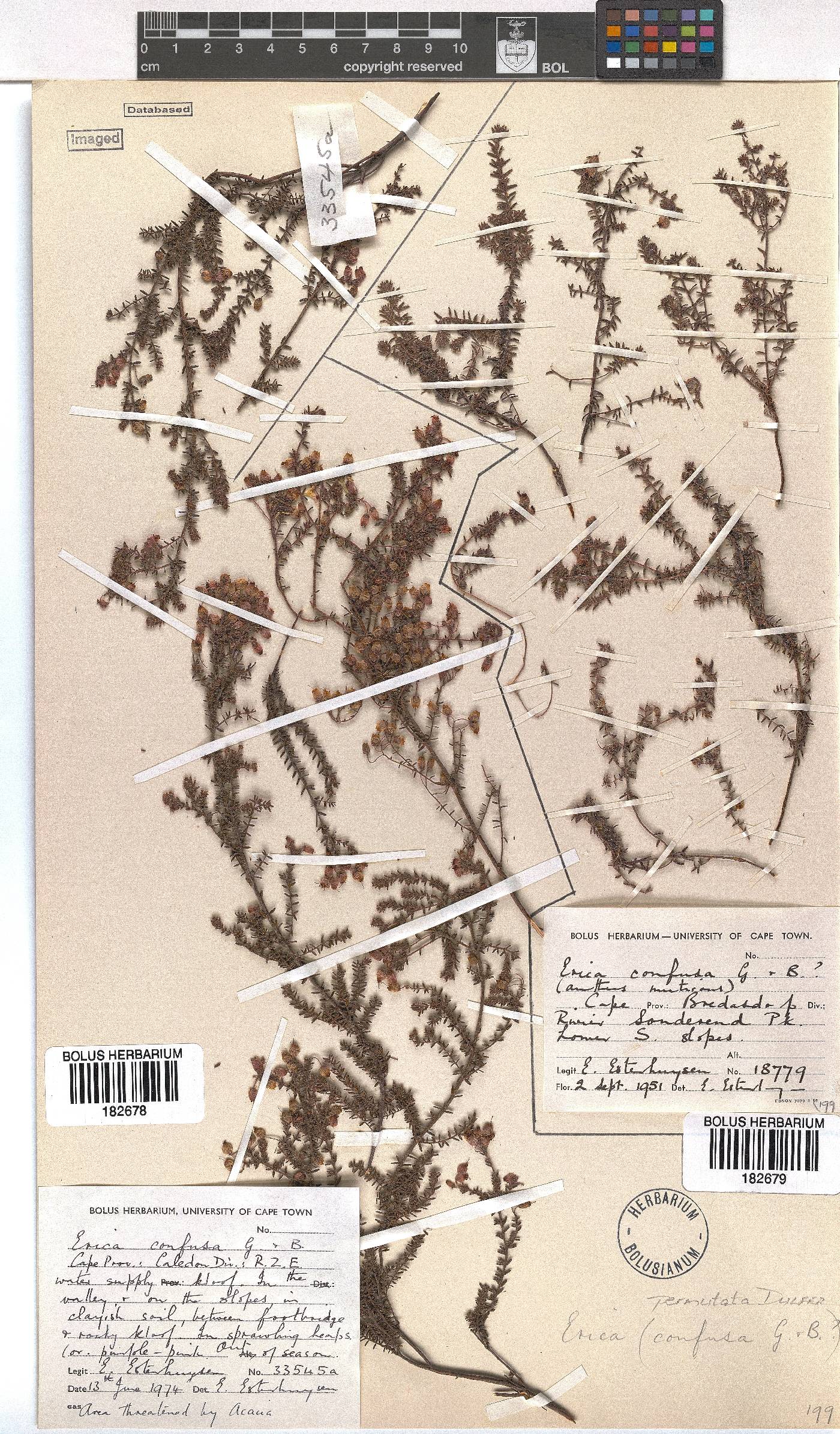 Erica permutata image