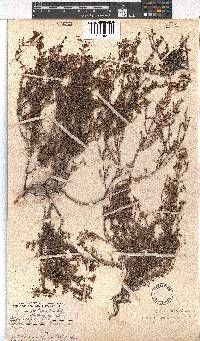 Erica permutata image