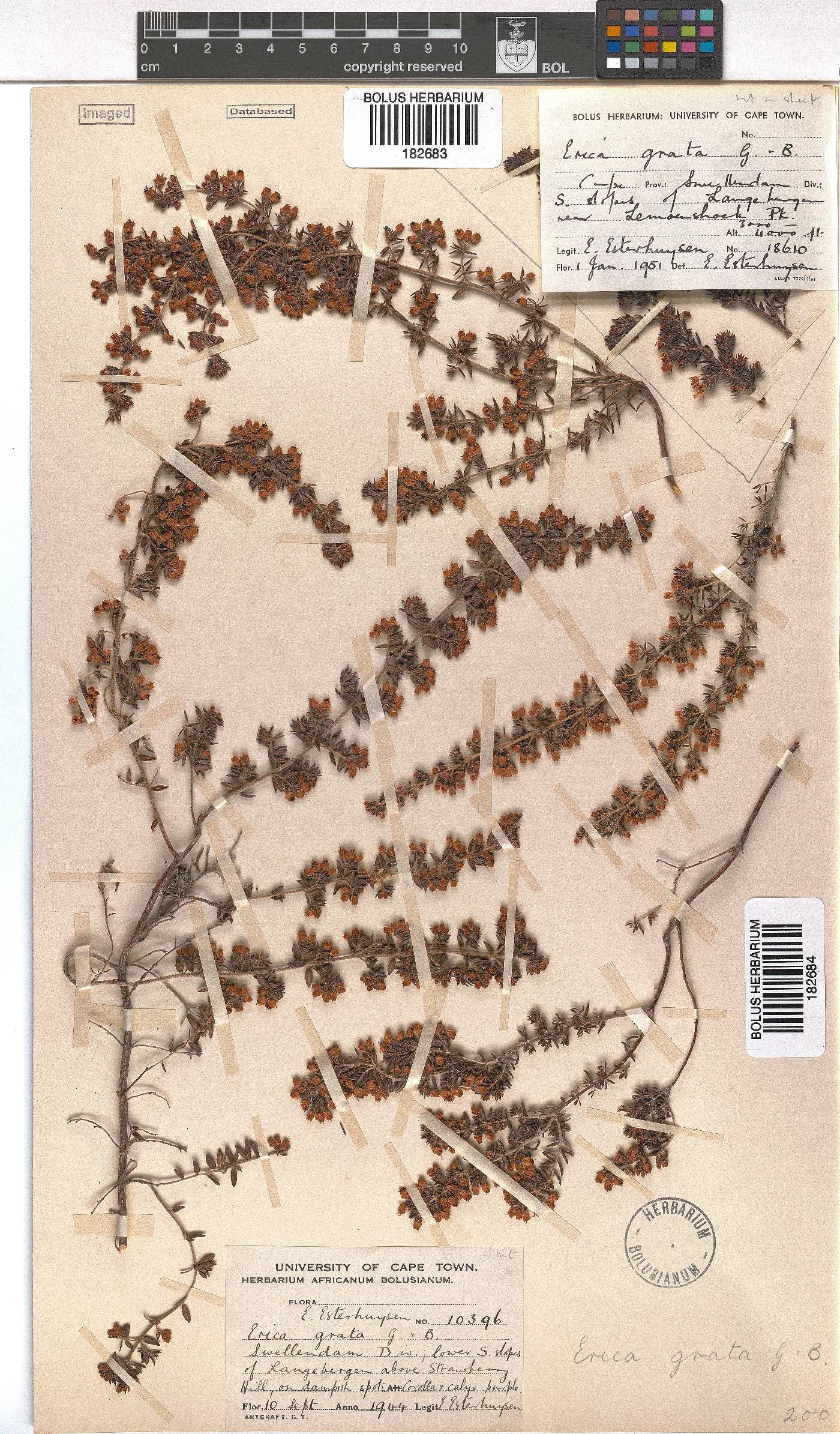 Erica grata image