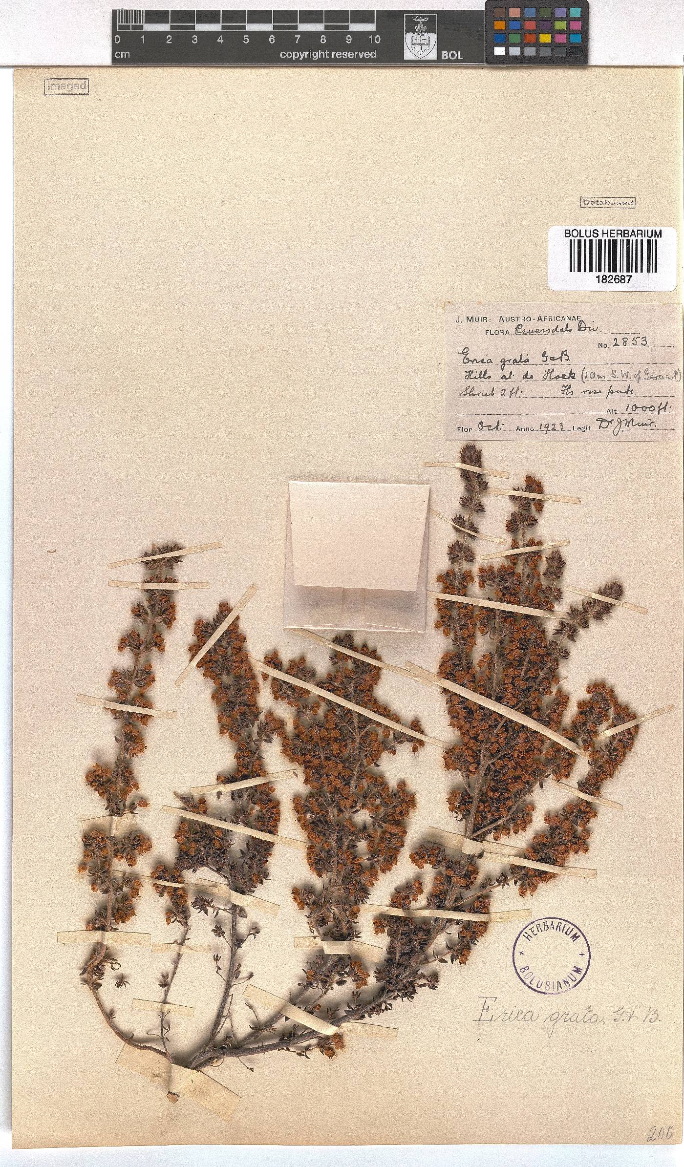 Erica grata image