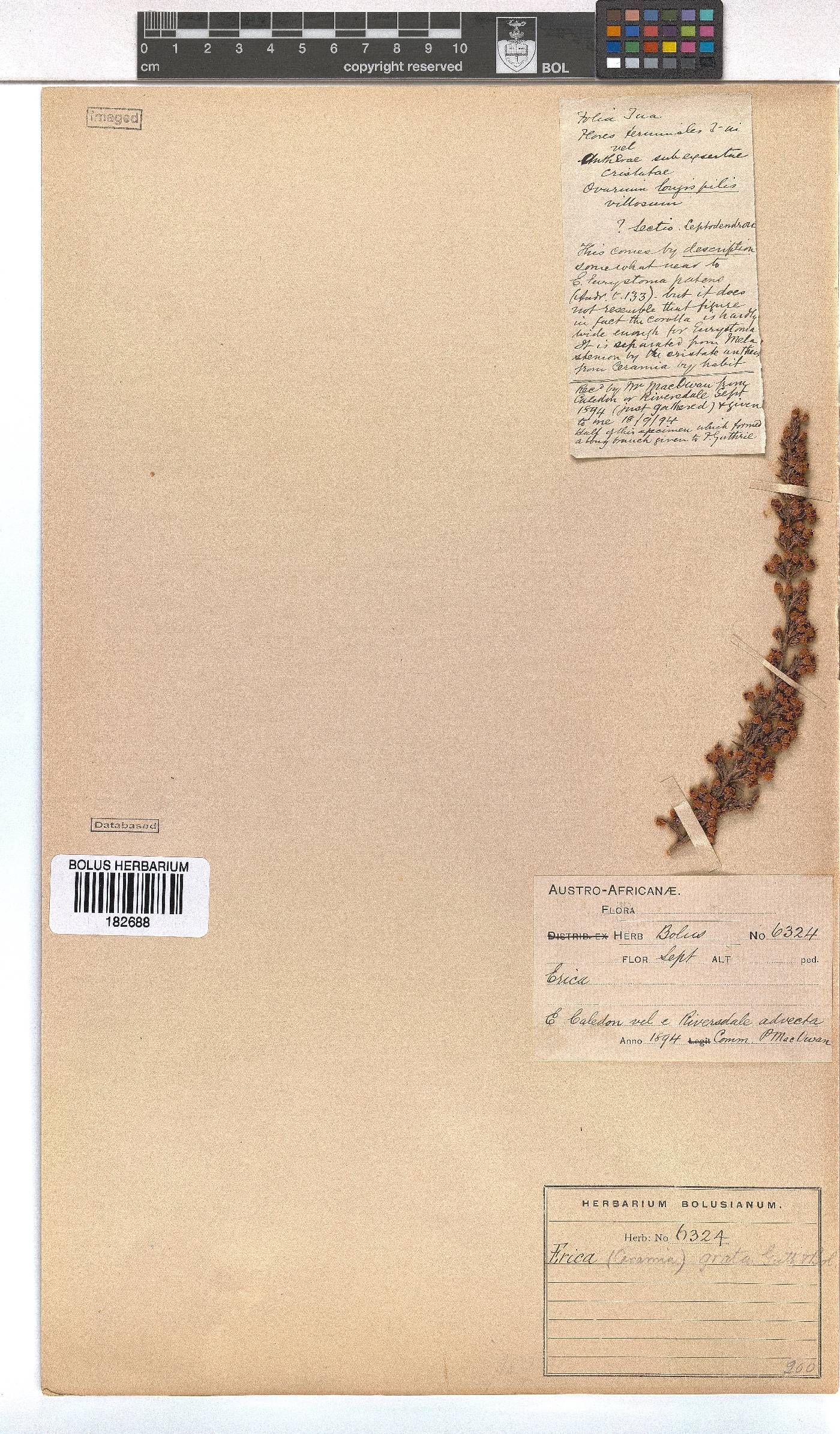 Erica grata image