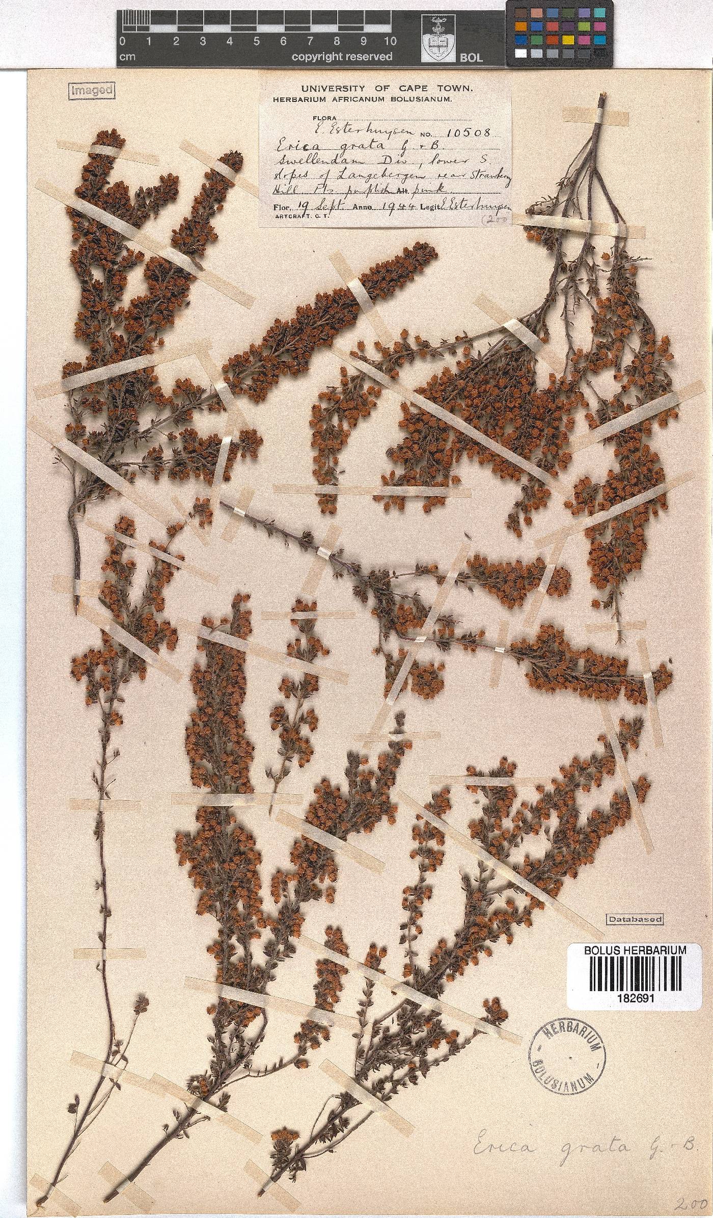 Erica grata image
