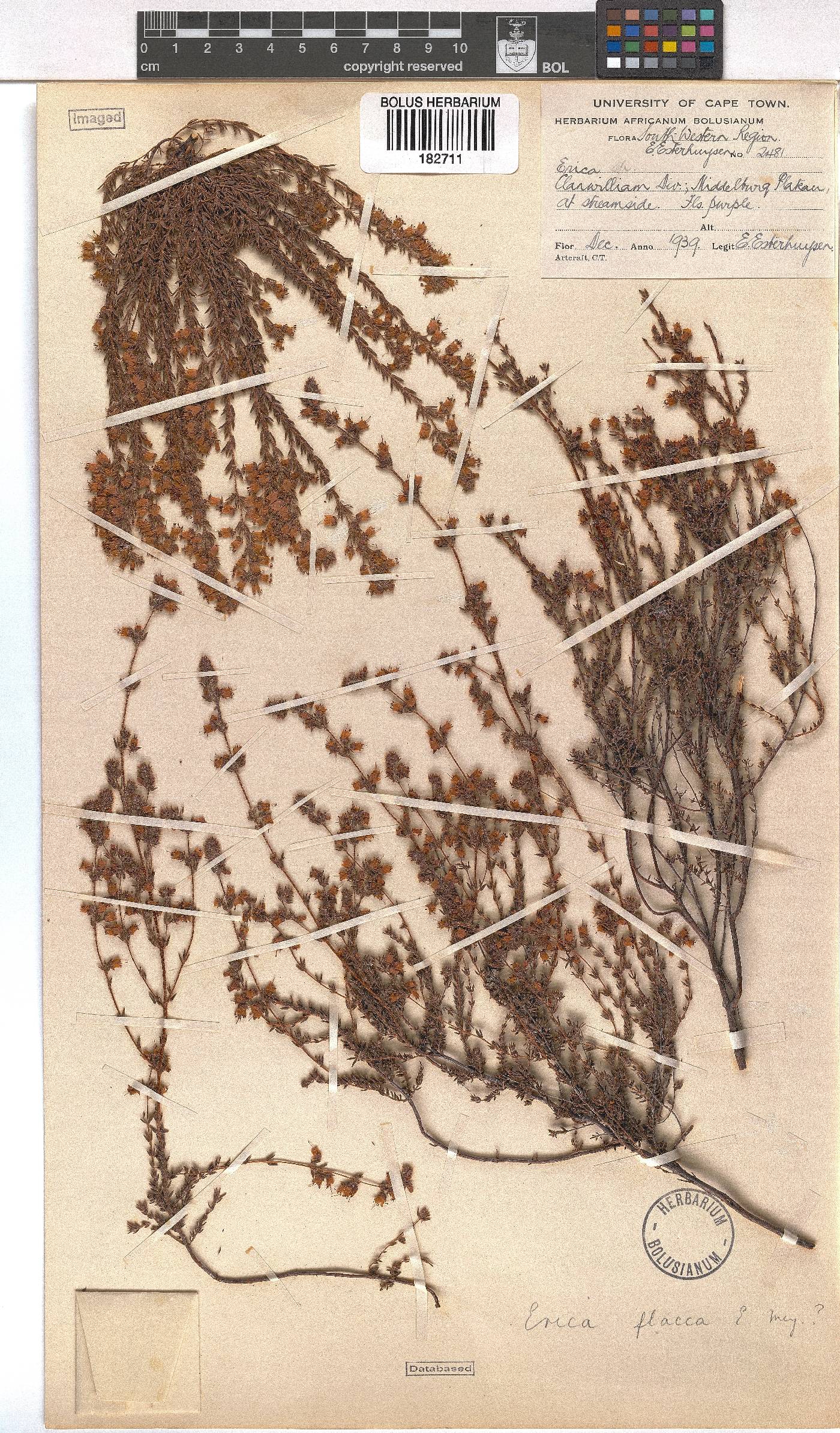 Erica flacca image